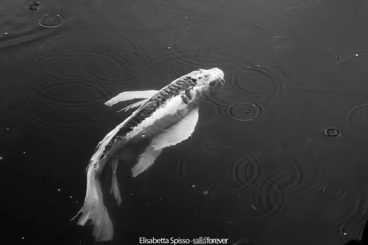 Giappone – fotografia di Elisabetta Spisso