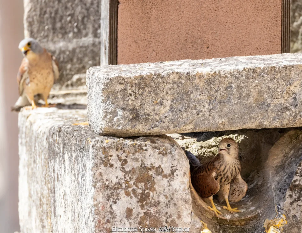 Matera – fotografia di Elisabetta Spisso