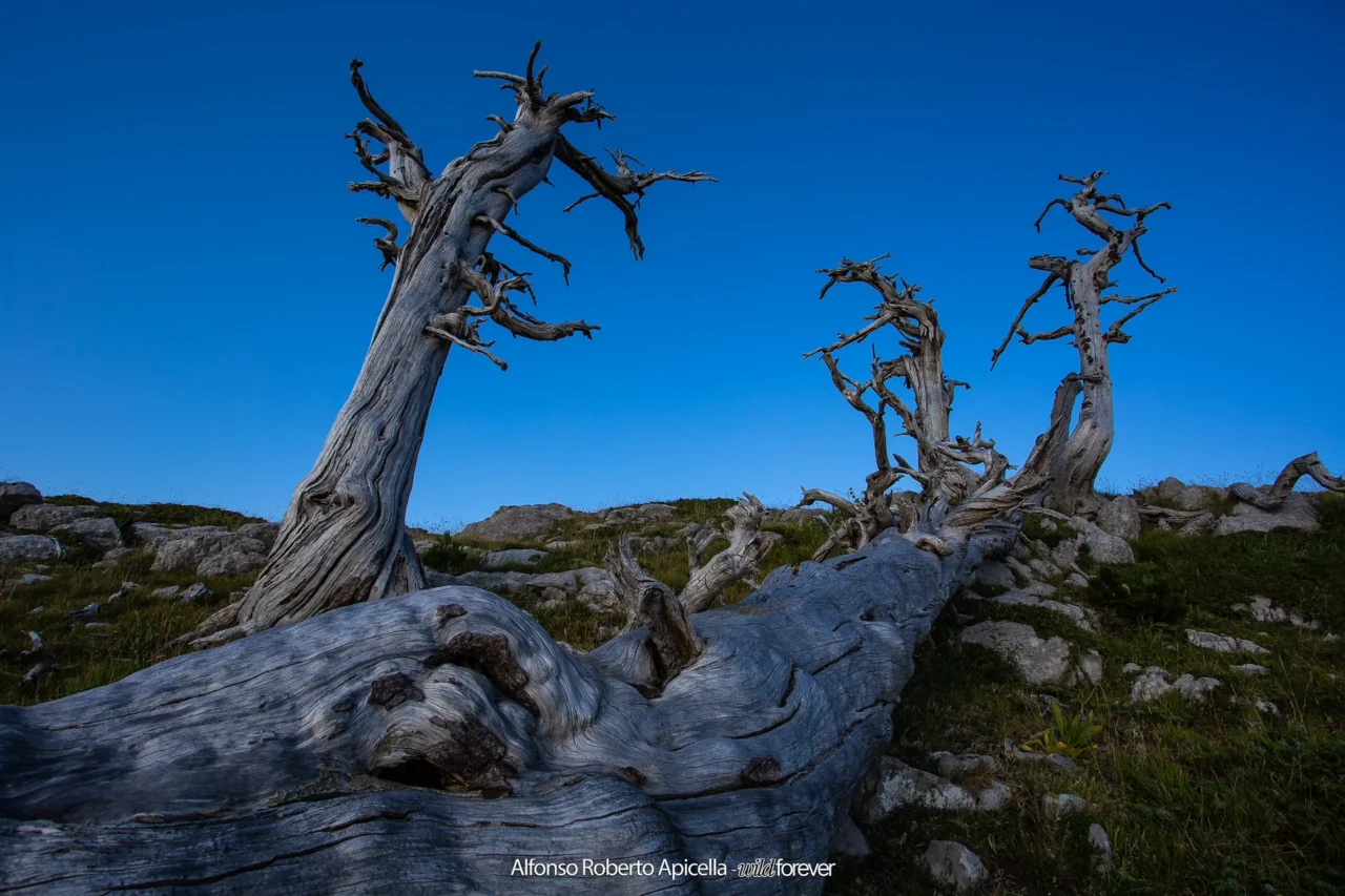 Paesaggio – foto di Alfonso Apicella (13)