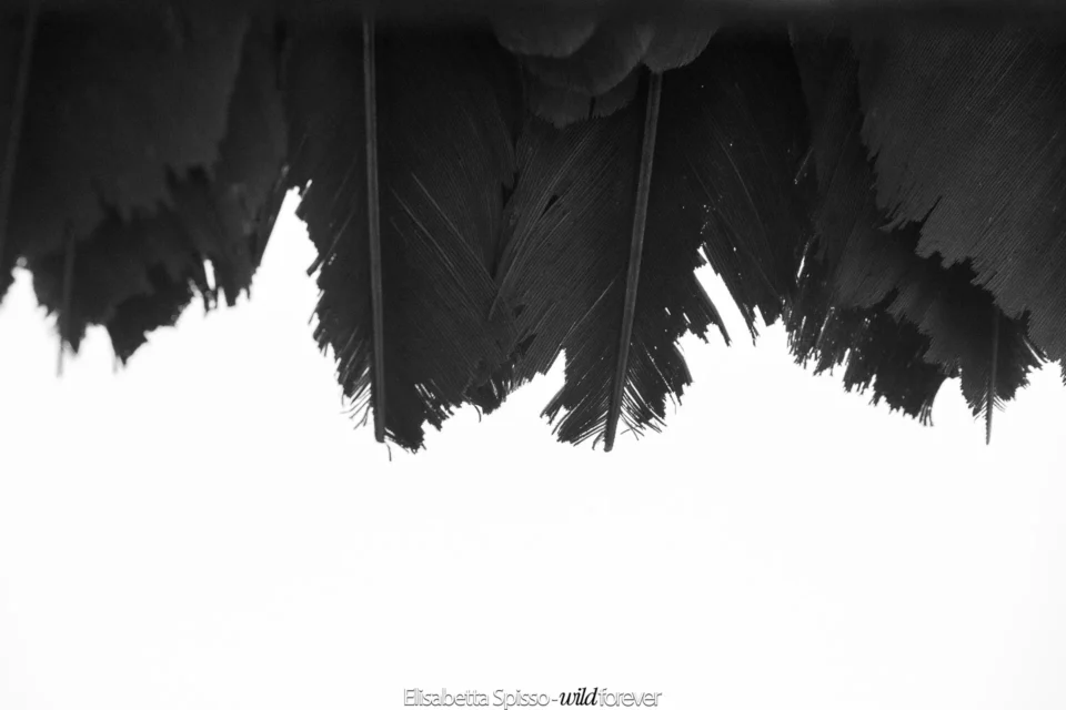 Bianco e nero – fotografia di Elisabetta Spisso