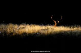 Fauna selvatica – foto di Alfonso Apicella (28)