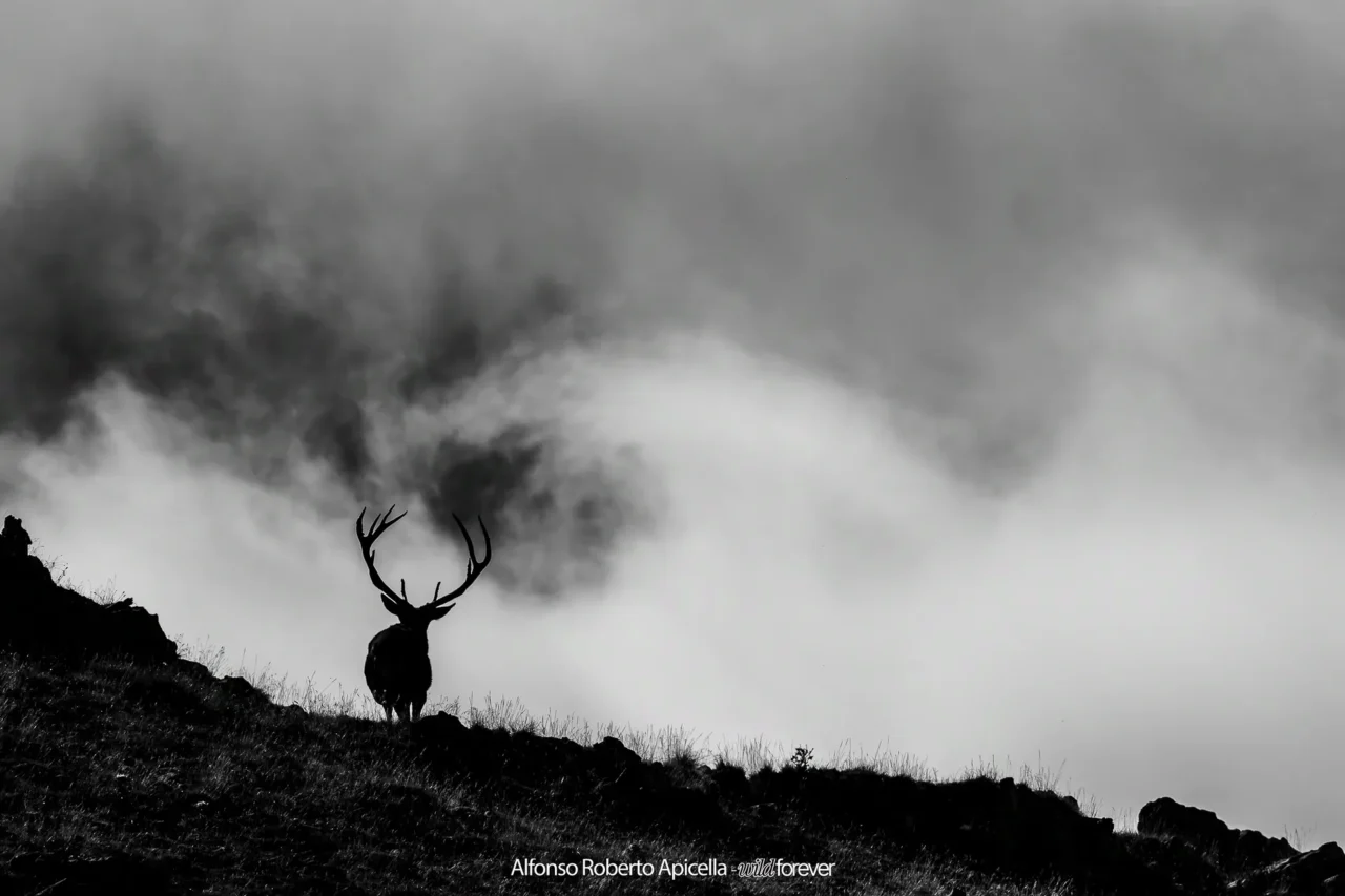 Fauna selvatica – foto di Alfonso Apicella (27)