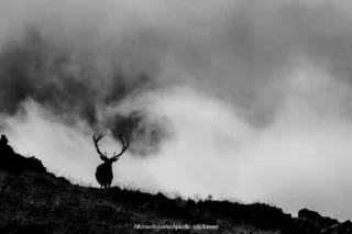 Fauna selvatica – foto di Alfonso Apicella (27)