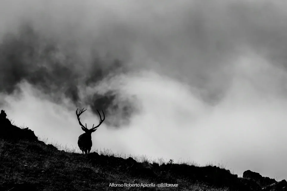 Fauna selvatica – foto di Alfonso Apicella (27)