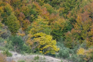 Bosco d'autunno sul versante della montagna – Abruzzo, autunno 2026 – foto di Alfonso Apicella