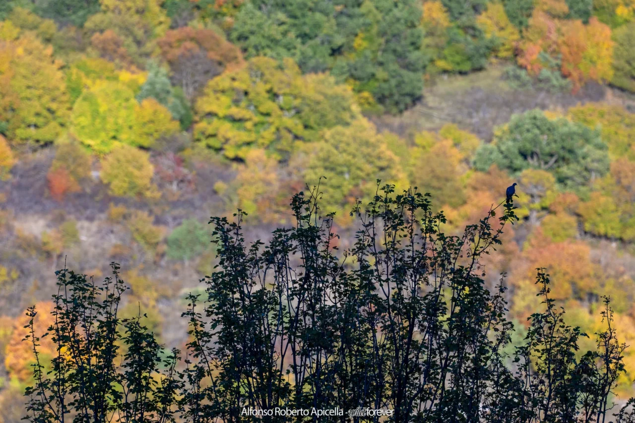 Versante autunnale con un albero spoglio in primo piano – Abruzzo, autunno 2026 – foto di Alfonso Apicella