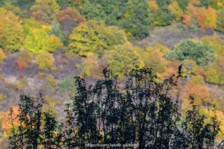 Versante autunnale con un albero spoglio in primo piano – Abruzzo, autunno 2026 – foto di Alfonso Apicella