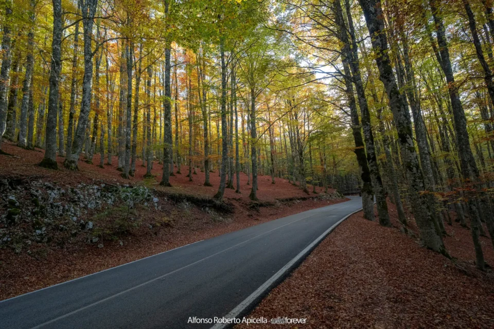 Strada nella faggeta d'autunno – Abruzzo, autunno 2026 – foto di Alfonso Apicella