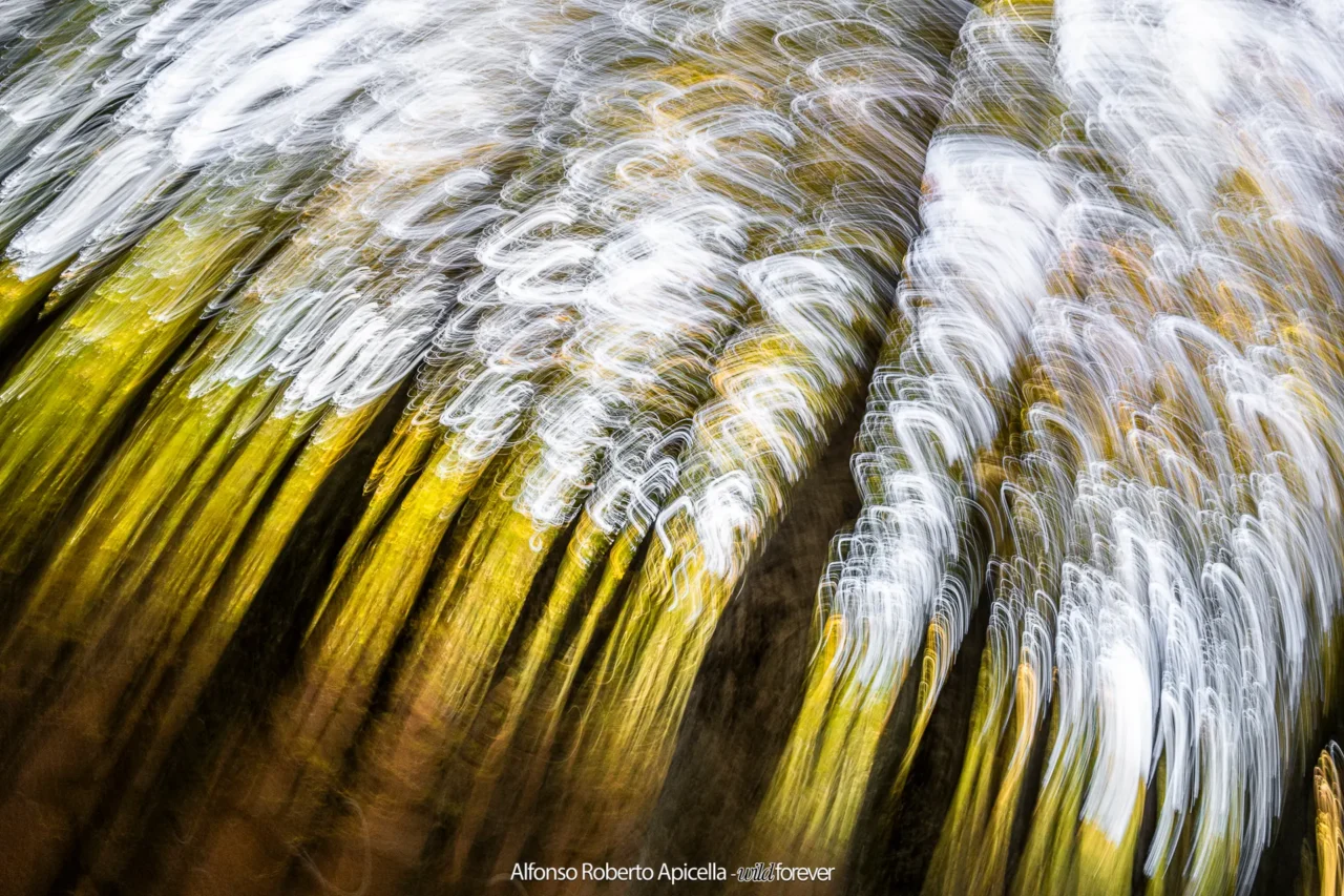 Faggeta in autunno, movimento intenzionale della fotocamera – Abruzzo, autunno 2026 – foto di Alfonso Apicella