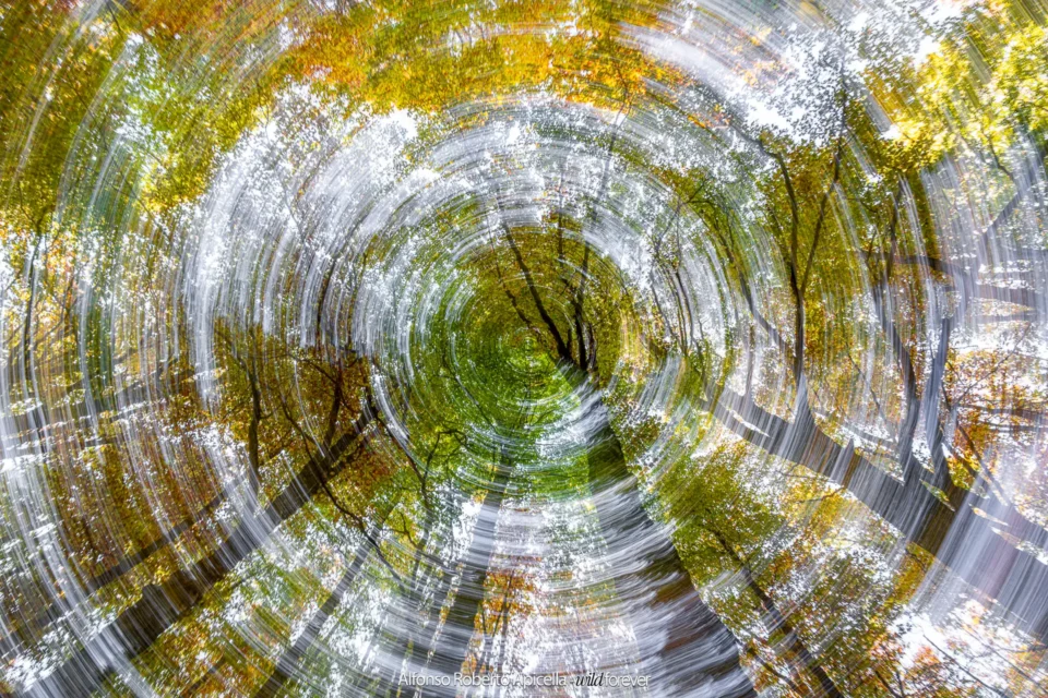 Chiome della faggeta in autunno, effetto vortice – Abruzzo, autunno 2026 – foto di Alfonso Apicella