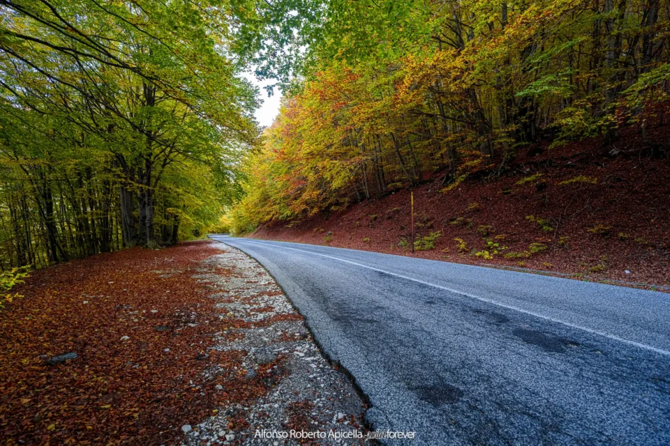 Strada nella faggeta d'autunno con brina sull'asfalto – Abruzzo, autunno 2026 – foto di Alfonso Apicella