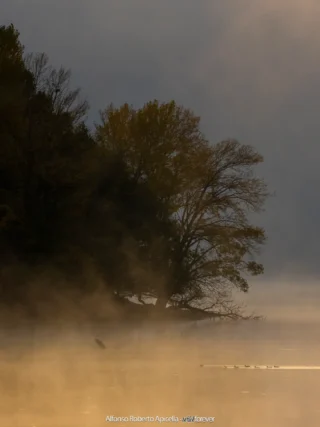 Alberi sulla riva del lago avvolti dalla nebbia del mattino – Abruzzo, autunno 2026 – foto di Alfonso Apicella