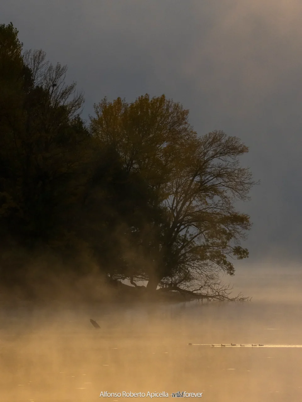 Alberi sulla riva del lago avvolti dalla nebbia del mattino – Abruzzo, autunno 2026 – foto di Alfonso Apicella