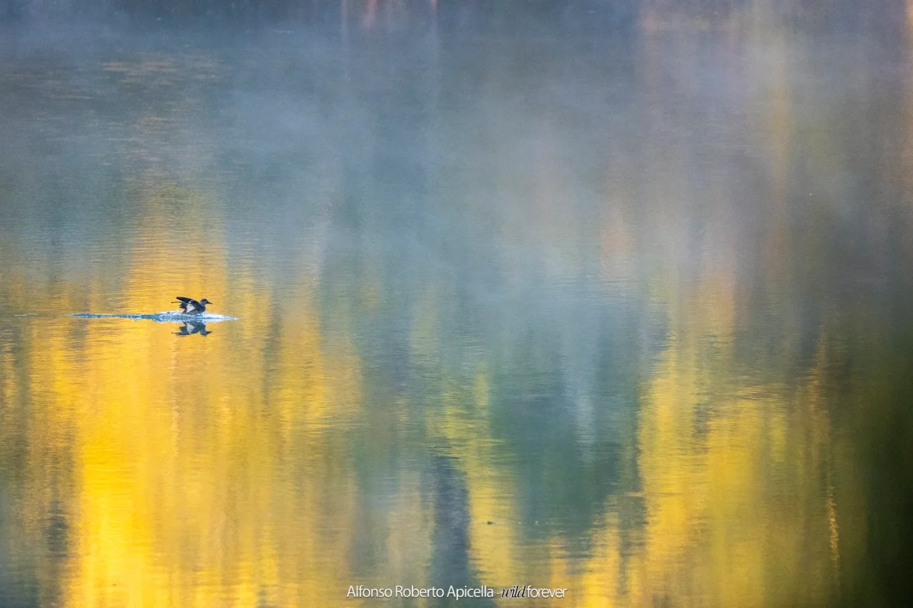 Uccello acquatico sul lago nei riflessi dei colori dell'autunno – Abruzzo, autunno 2026 – foto di Alfonso Apicella