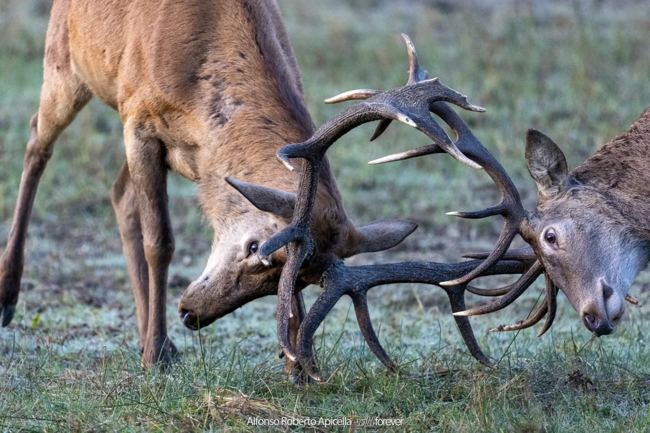 Combattimento tra cervi nobili (Cervus elaphus) sull'erba gelata del mattino – Abruzzo, autunno 2026 – foto di Alfonso Apicella