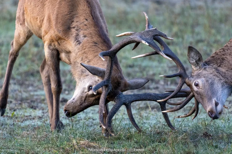 Combattimento tra cervi nobili (Cervus elaphus) sull'erba gelata del mattino – Abruzzo, autunno 2026 – foto di Alfonso Apicella