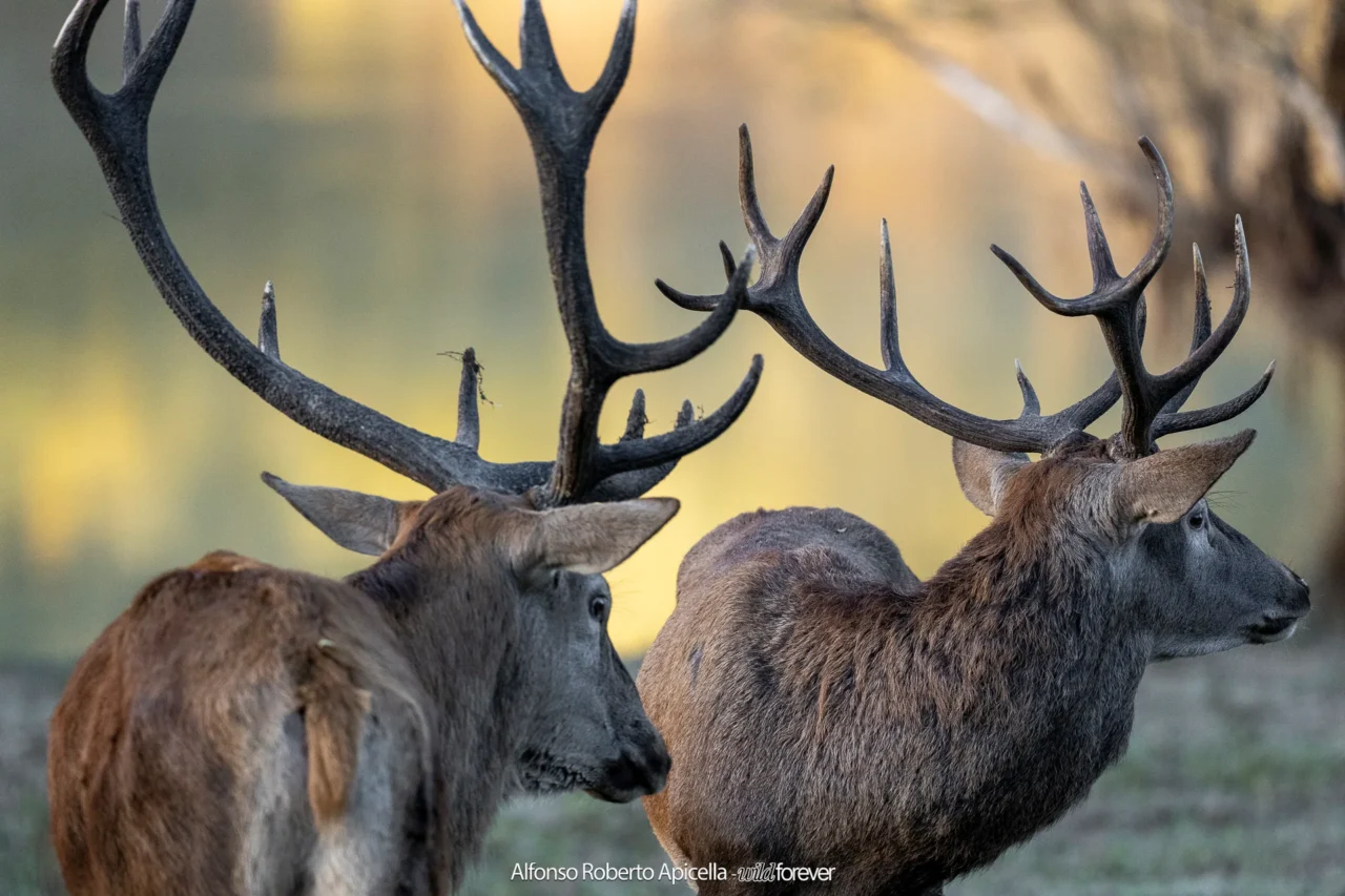 Due cervi nobili (Cervus elaphus) maschi a confronto, prima dello scontro – Abruzzo, autunno 2026 – foto di Alfonso Apicella