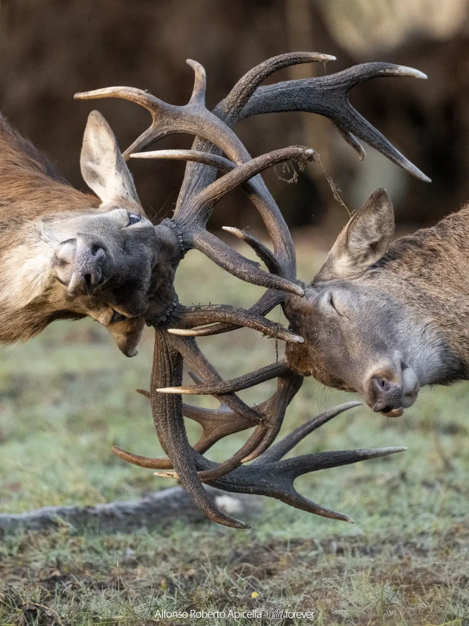 Combattimento tra cervi nobili (Cervus elaphus) durante gli amori – Abruzzo, autunno 2026 – foto di Alfonso Apicella