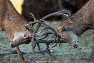 Combattimento tra cervi nobili (Cervus elaphus) durante gli amori – Abruzzo, autunno 2026 – foto di Alfonso Apicella