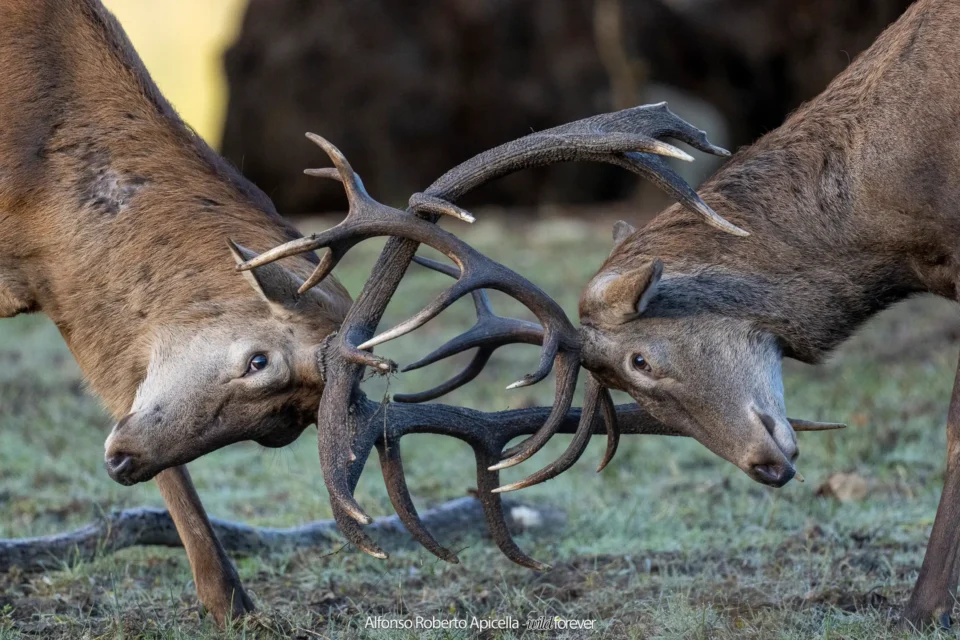 Combattimento tra cervi nobili (Cervus elaphus) durante gli amori – Abruzzo, autunno 2026 – foto di Alfonso Apicella