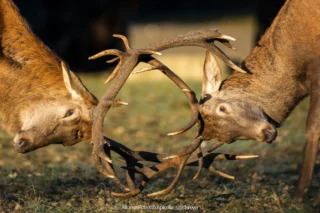 Combattimento tra cervi nobili (Cervus elaphus) durante gli amori – Abruzzo, autunno 2026 – foto di Alfonso Apicella