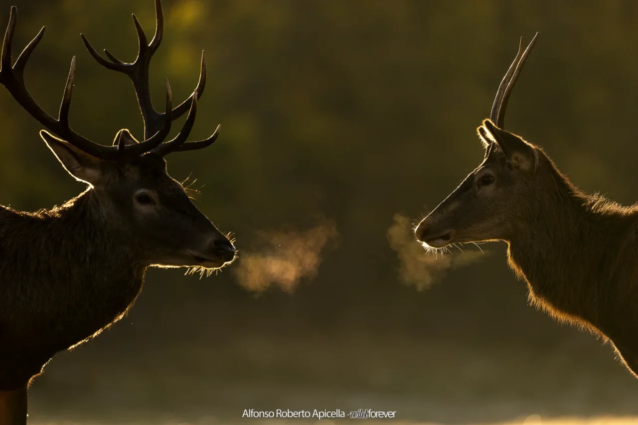 Cervo nobile (Cervus elaphus) in controluce all'alba nel periodo degli amori – Abruzzo, autunno 2026 – foto di Alfonso Apicella