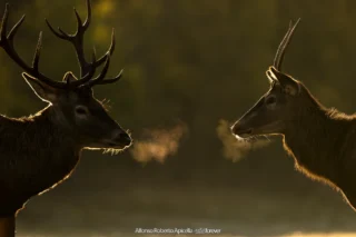 Cervo nobile (Cervus elaphus) in controluce all'alba nel periodo degli amori – Abruzzo, autunno 2026 – foto di Alfonso Apicella