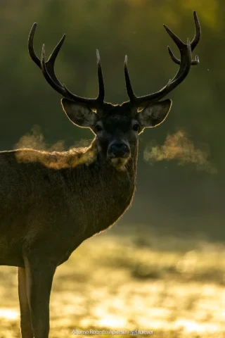 Cervo nobile (Cervus elaphus) in controluce all'alba nel periodo degli amori – Abruzzo, autunno 2026 – foto di Alfonso Apicella