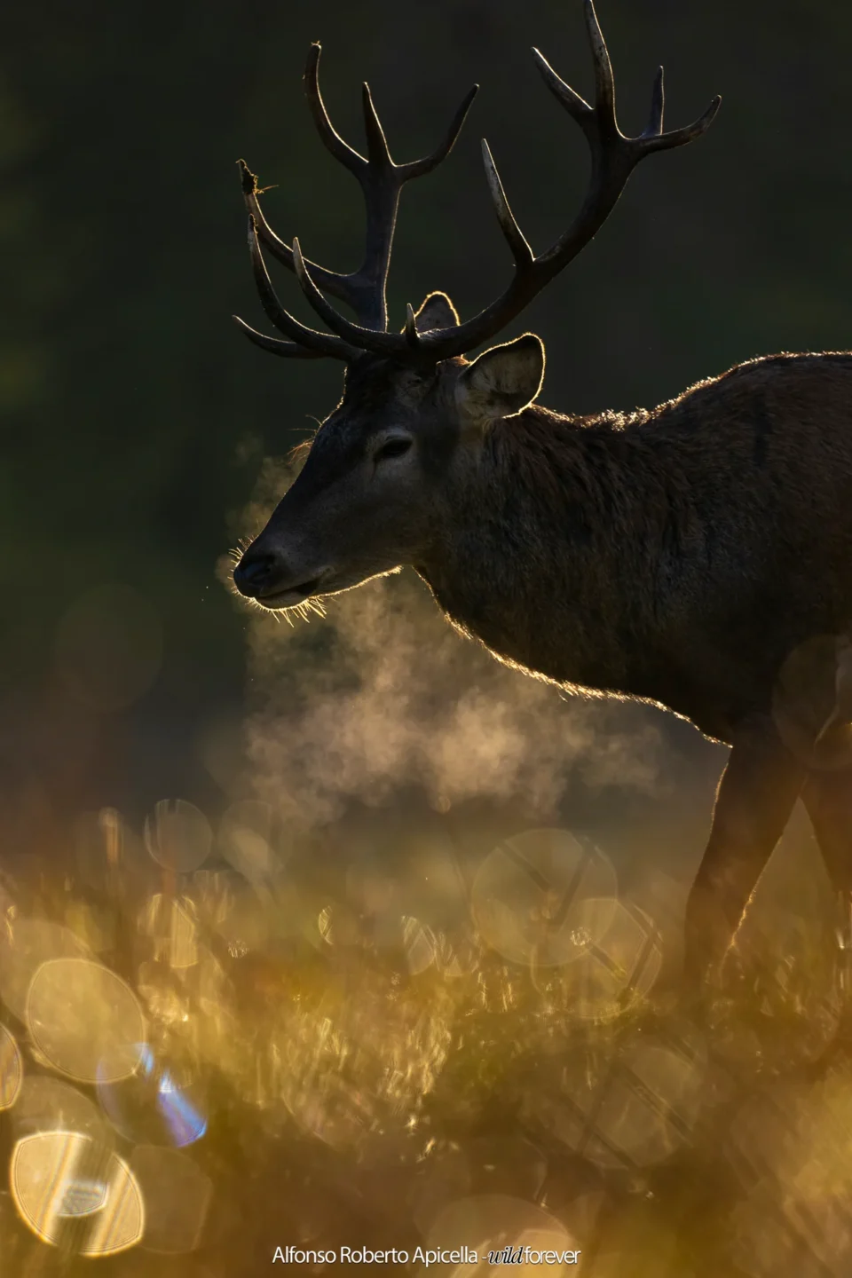 Cervo nobile (Cervus elaphus) in controluce all'alba nel periodo degli amori – Abruzzo, autunno 2026 – foto di Alfonso Apicella