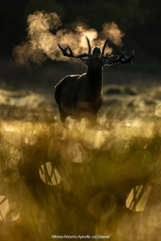 Cervo nobile (Cervus elaphus) in controluce nell'erba dorata, il fiato che si condensa nell'aria fredda – Abruzzo, autunno 2026 – foto di Alfonso Apicella