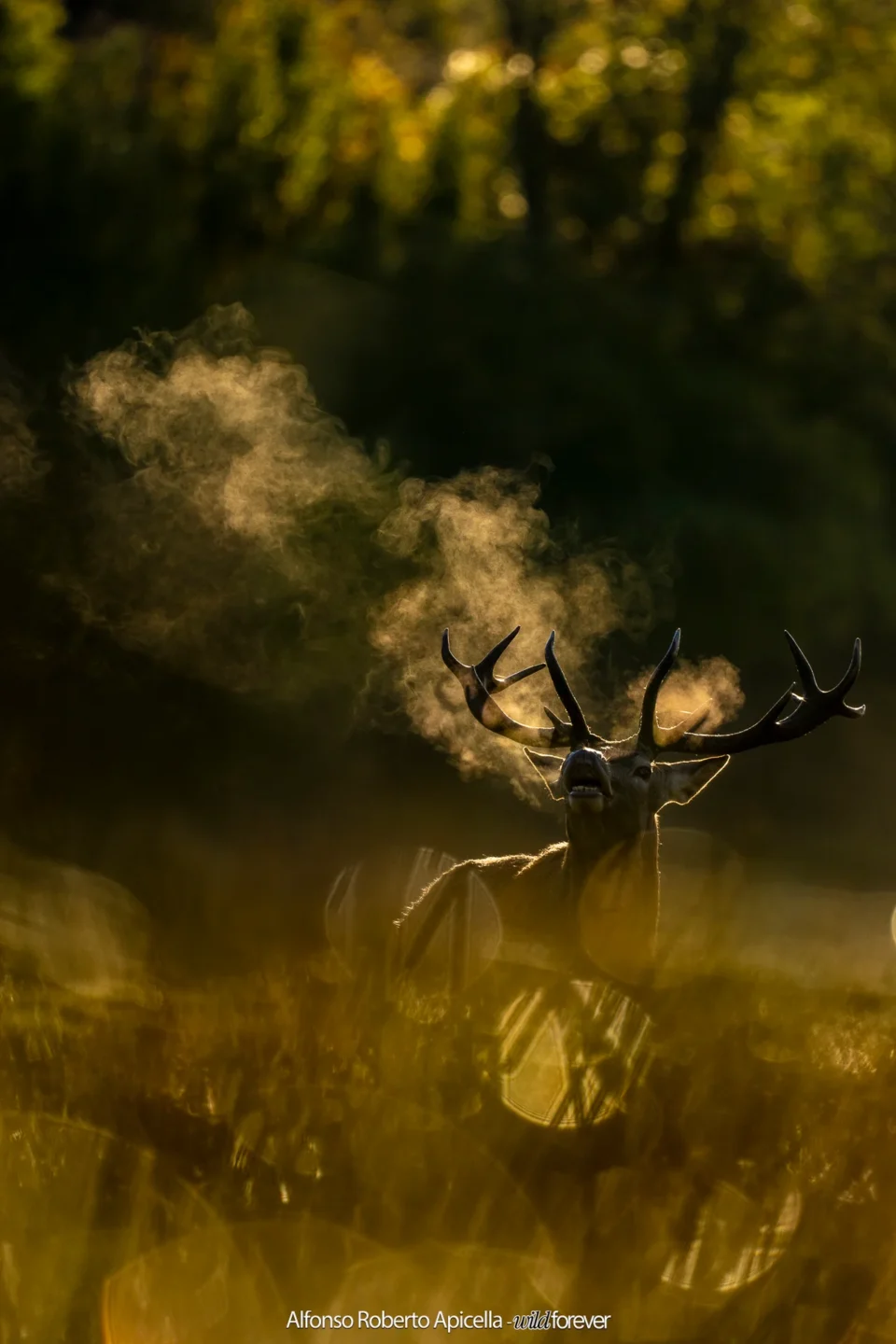 Cervo nobile (Cervus elaphus) in controluce nell'erba dorata, il fiato che si condensa nell'aria fredda – Abruzzo, autunno 2026 – foto di Alfonso Apicella