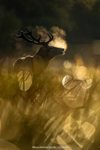 Cervo nobile (Cervus elaphus) in controluce nell'erba dorata, il fiato che si condensa nell'aria fredda – Abruzzo, autunno 2026 – foto di Alfonso Apicella
