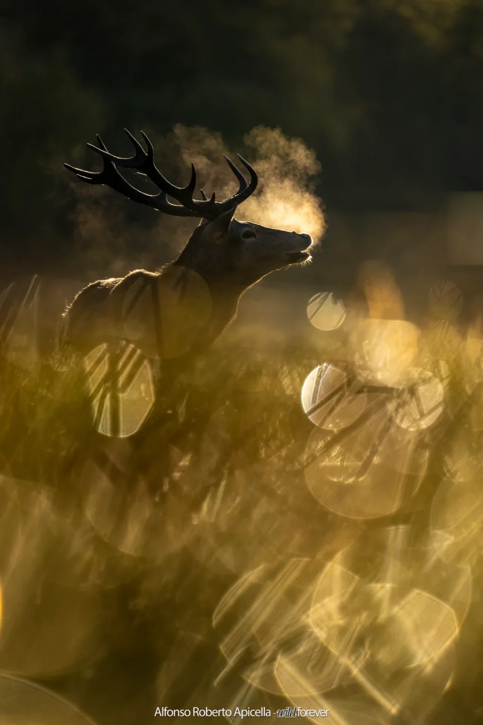 Cervo nobile (Cervus elaphus) in controluce nell'erba dorata, il fiato che si condensa nell'aria fredda – Abruzzo, autunno 2026 – foto di Alfonso Apicella