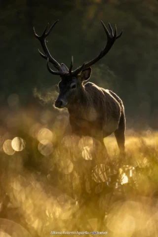 Cervo nobile (Cervus elaphus) maschio che avanza nell'erba dorata al sorgere del sole – Abruzzo, autunno 2026 – foto di Alfonso Apicella