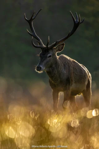 Cervo nobile (Cervus elaphus) maschio che avanza nell'erba dorata al sorgere del sole – Abruzzo, autunno 2026 – foto di Alfonso Apicella
