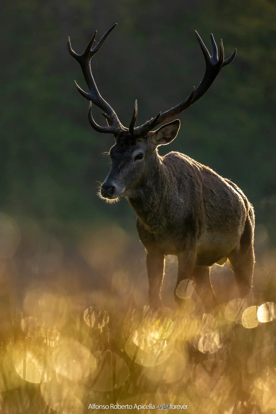 Cervo nobile (Cervus elaphus) maschio che avanza nell'erba dorata al sorgere del sole – Abruzzo, autunno 2026 – foto di Alfonso Apicella