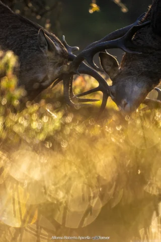 Combattimento tra cervi nobili (Cervus elaphus) durante gli amori – Abruzzo, autunno 2026 – foto di Alfonso Apicella