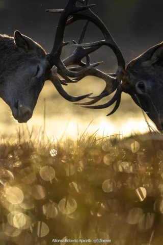 Combattimento tra cervi nobili (Cervus elaphus) durante gli amori – Abruzzo, autunno 2026 – foto di Alfonso Apicella