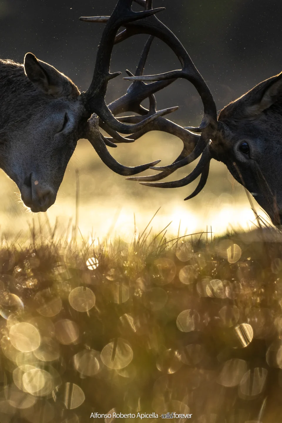 Combattimento tra cervi nobili (Cervus elaphus) durante gli amori – Abruzzo, autunno 2026 – foto di Alfonso Apicella