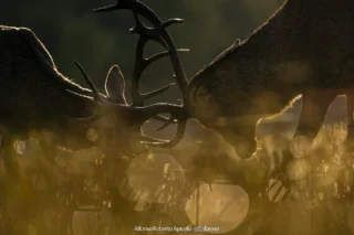 Combattimento tra cervi nobili (Cervus elaphus) durante gli amori – Abruzzo, autunno 2026 – foto di Alfonso Apicella