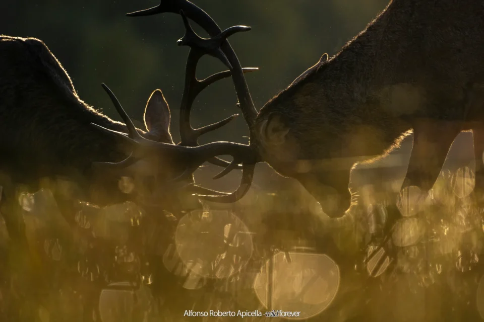 Combattimento tra cervi nobili (Cervus elaphus) durante gli amori – Abruzzo, autunno 2026 – foto di Alfonso Apicella