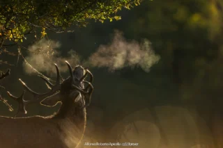 Cervo nobile (Cervus elaphus) che bramisce all'alba, il fiato visibile nell'aria fredda – Abruzzo, autunno 2026 – foto di Alfonso Apicella