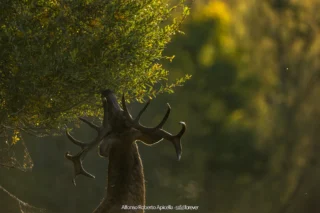 Cervo nobile (Cervus elaphus) che bramisce all'alba, il fiato visibile nell'aria fredda – Abruzzo, autunno 2026 – foto di Alfonso Apicella