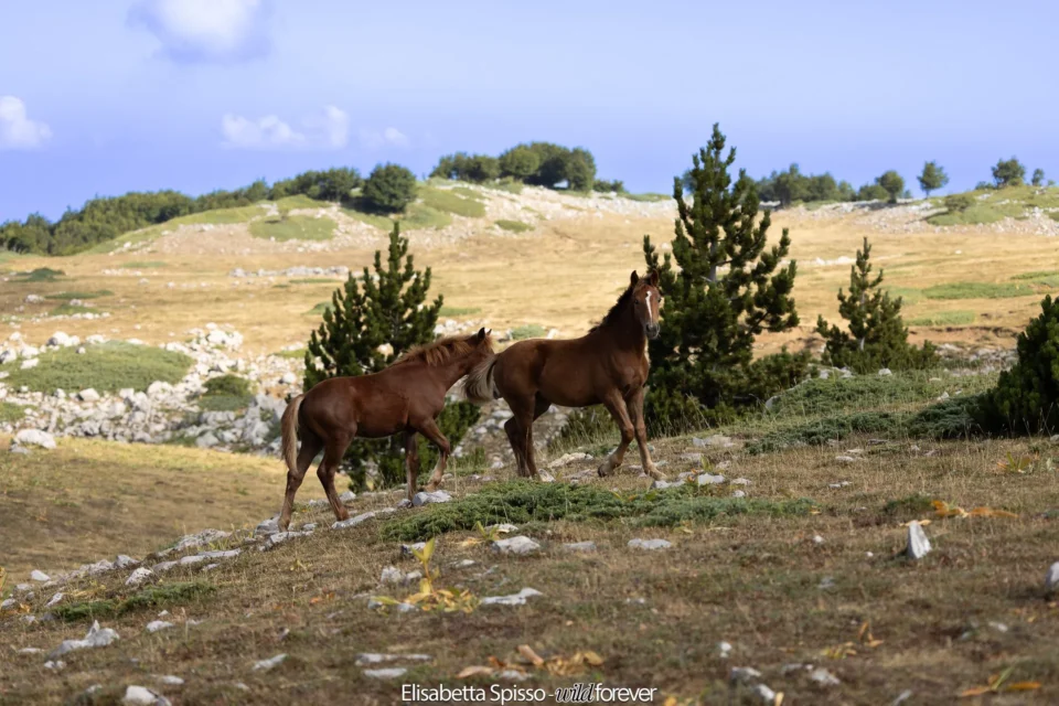 Parco nazionale del Pollino – fotografia di Elisabetta Spisso